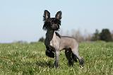 CHIEN NU CHINOIS 147